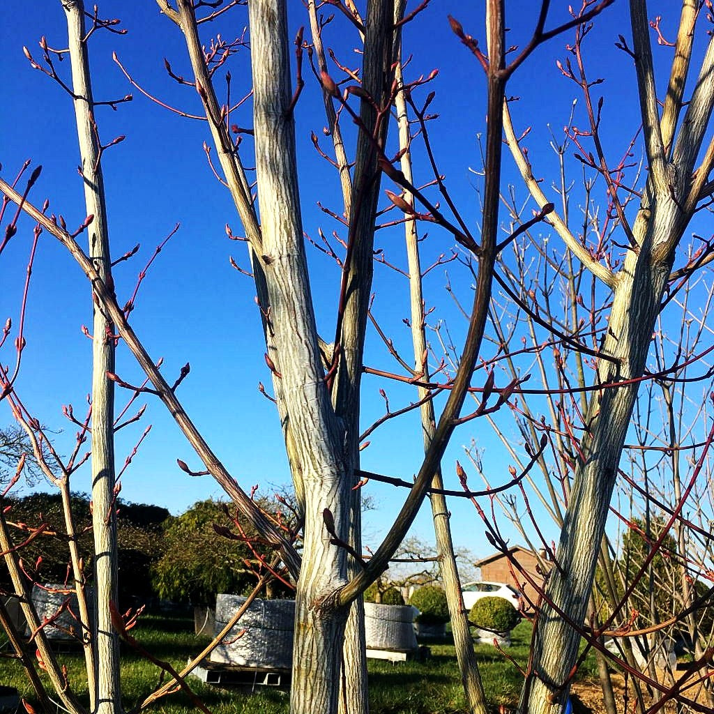 Streifen-Ahorn 'Viper' (Acer davidii)