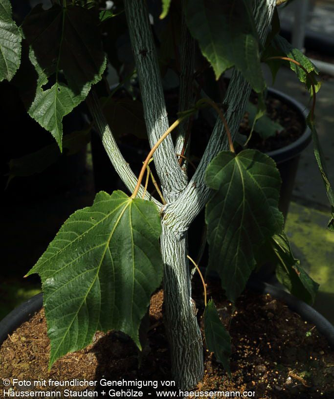Streifen-Ahorn 'Viper' (Acer davidii)