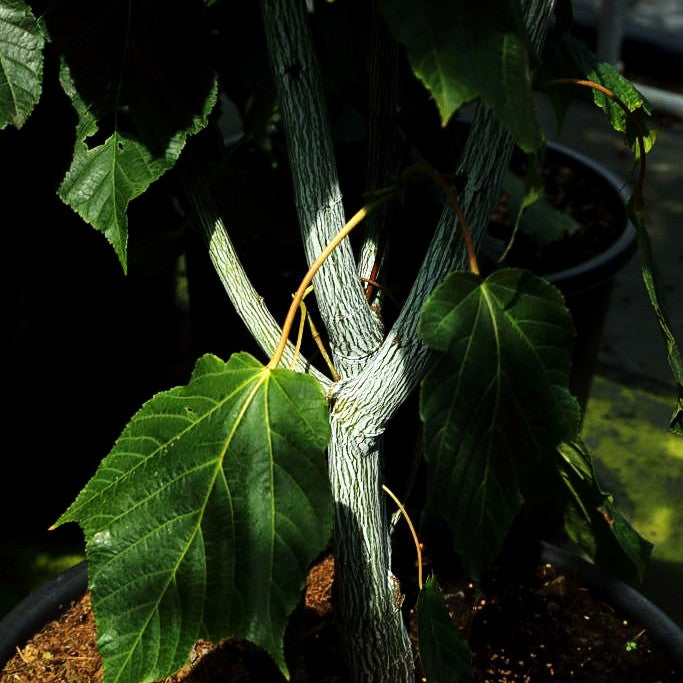 Streifen-Ahorn 'Viper' (Acer davidii)