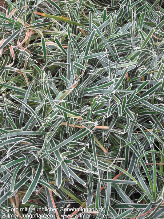 Südafrika-Segge 'Ice Crystal' (Ficinia truncata)