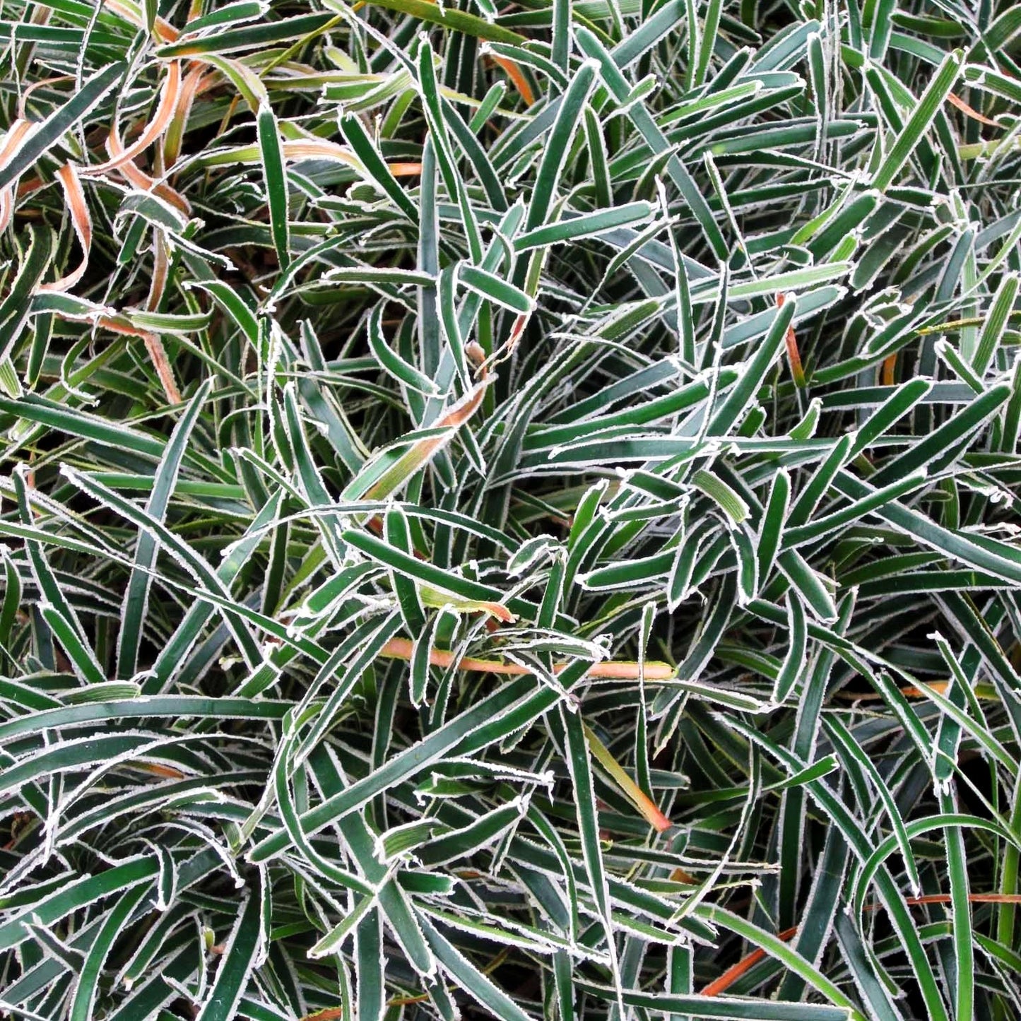 Südafrika-Segge 'Ice Crystal' (Ficinia truncata)