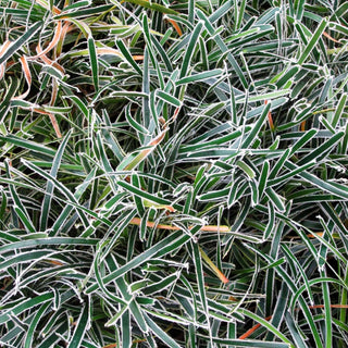 Südafrika-Segge 'Ice Crystal' (Ficinia truncata)