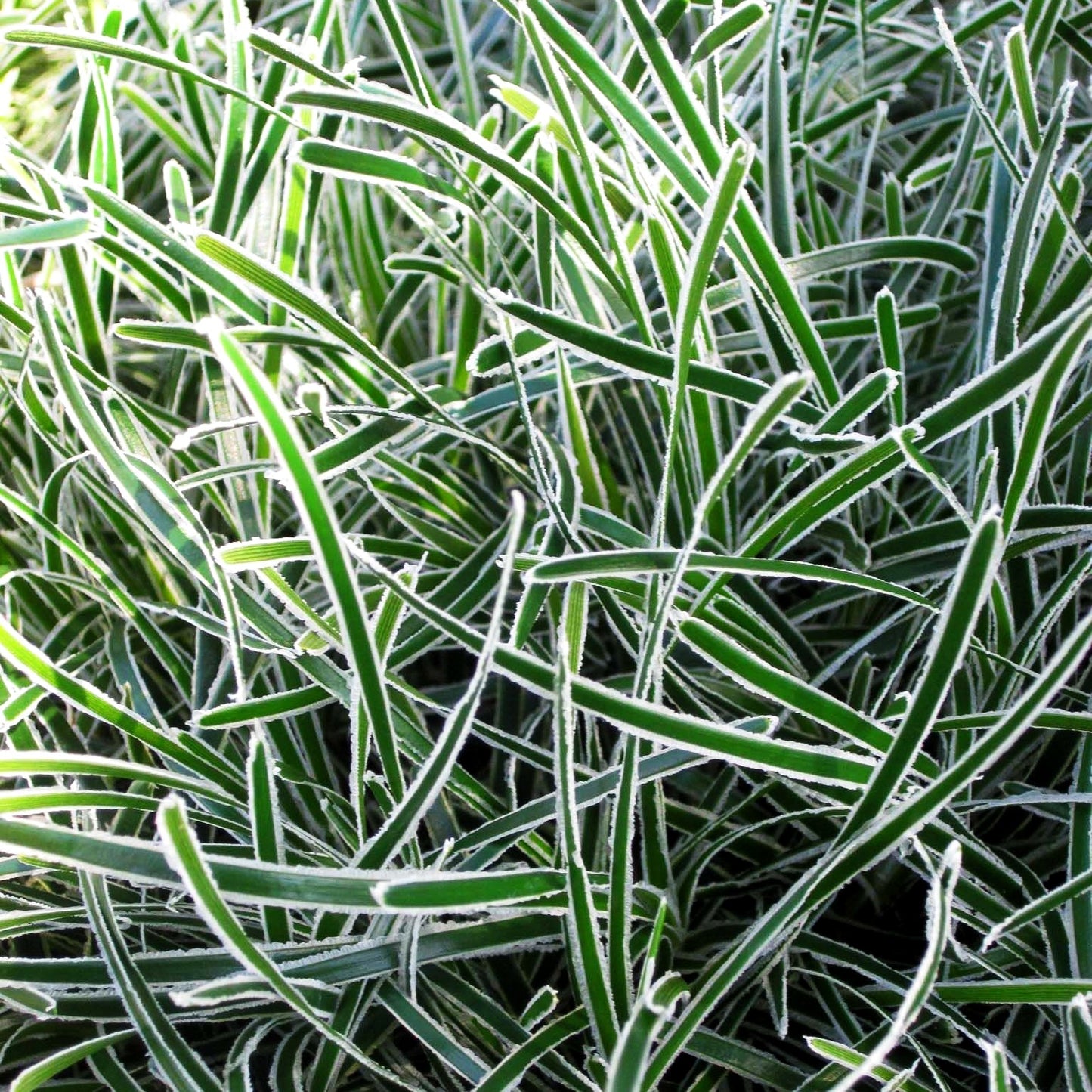 Südafrika-Segge 'Ice Crystal' (Ficinia truncata)