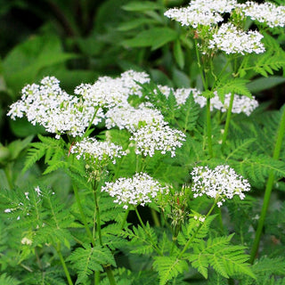 Süßdolde (Myrrhis odorata)