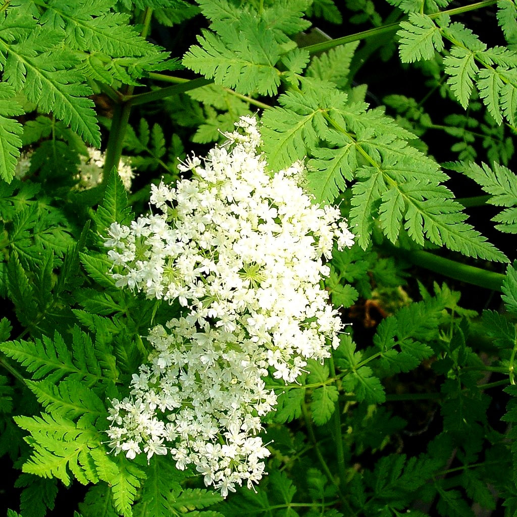 Süßdolde (Myrrhis odorata)