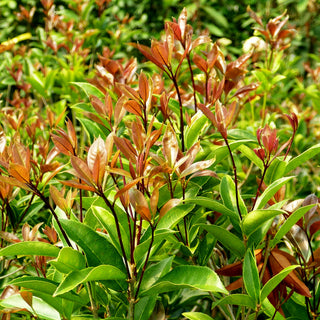 Süße Duftblüte (Osmanthus fragans)