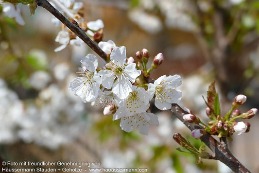 Süßkirsche 'Büttners Rt. Knorpel.' (Prunus av.)