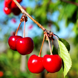 Süßkirsche 'Büttners Rt. Knorpel.' (Prunus av.)