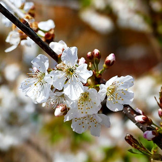Süßkirsche 'Büttners Rt. Knorpel.' (Prunus av.)