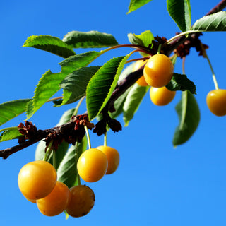 Süßkirsche 'Dönn. Gelbe Knorpelk.' (Prunus av.)