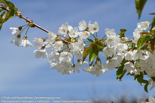 Süßkirsche 'Kordia' (Prunus av.)