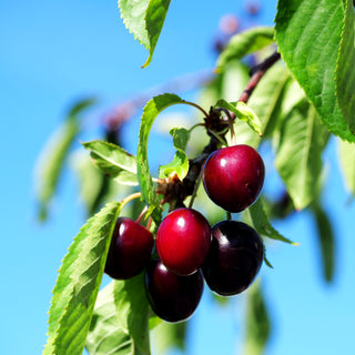 Süßkirsche 'Kordia' (Prunus av.)