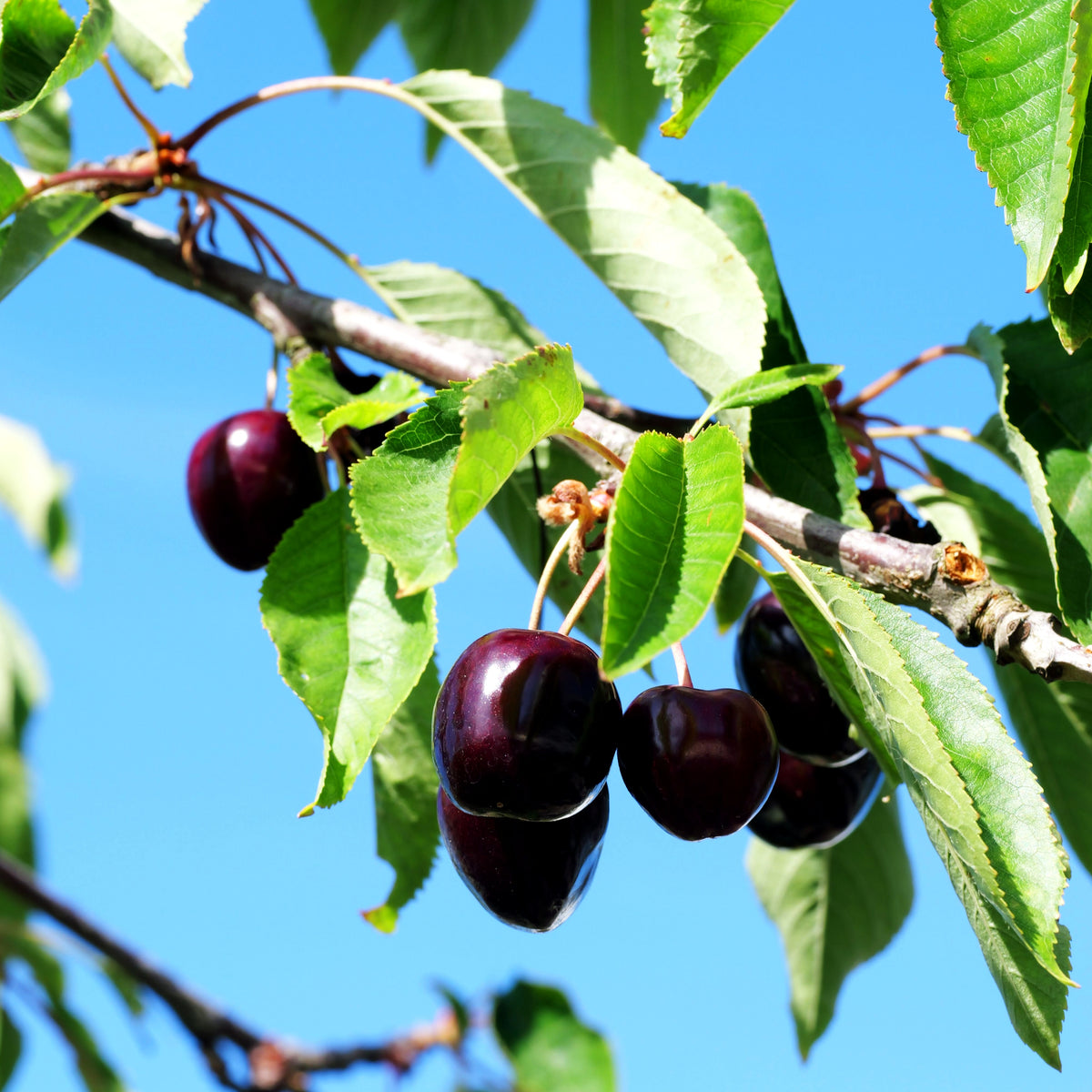 Süßkirsche 'Kordia' (Prunus av.)