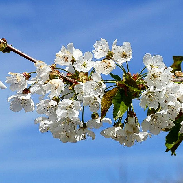 Süßkirsche 'Kordia' (Prunus av.)