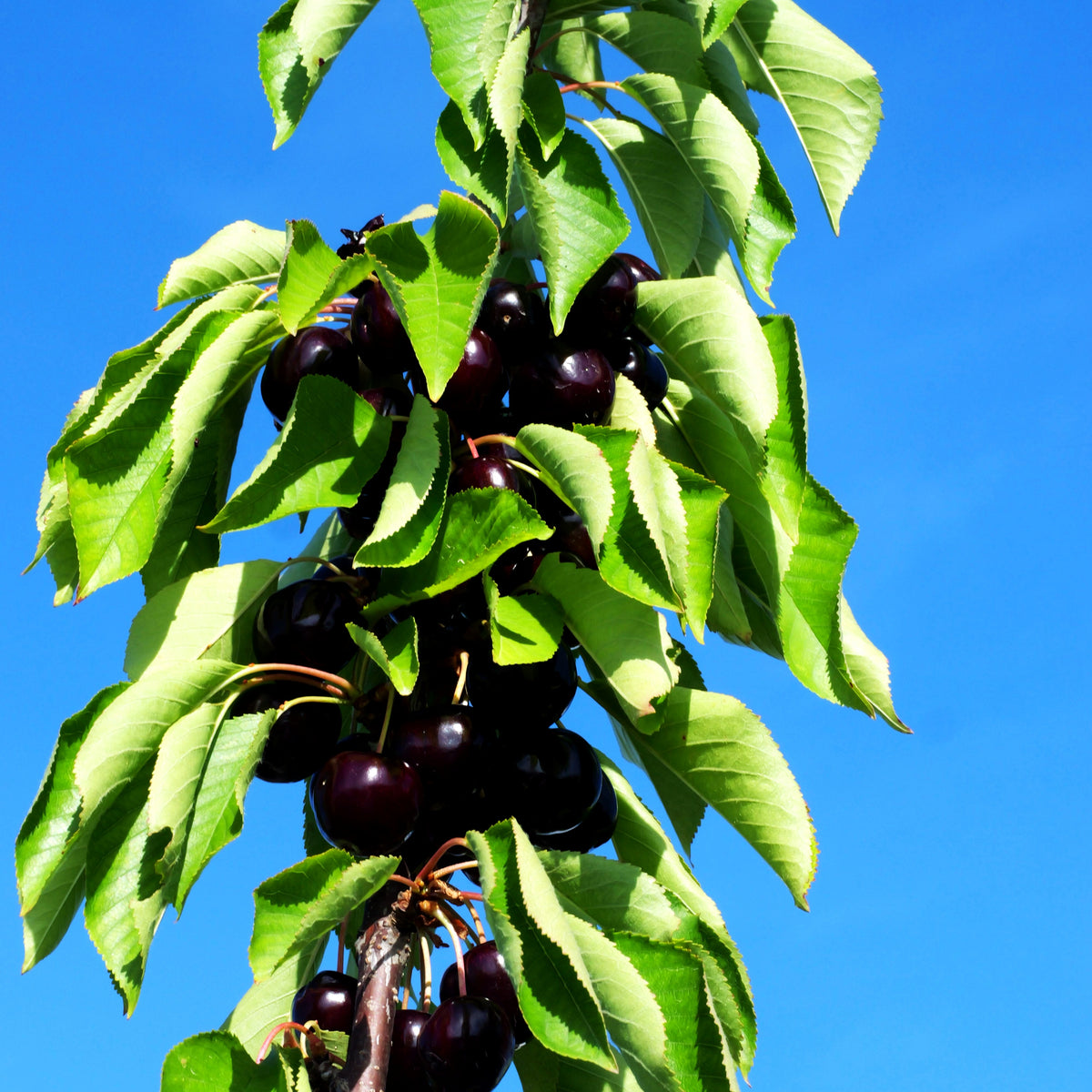 Süßkirsche 'Lapins' (Prunus av.)