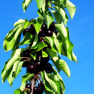 Süßkirsche 'Lapins' (Prunus av.)