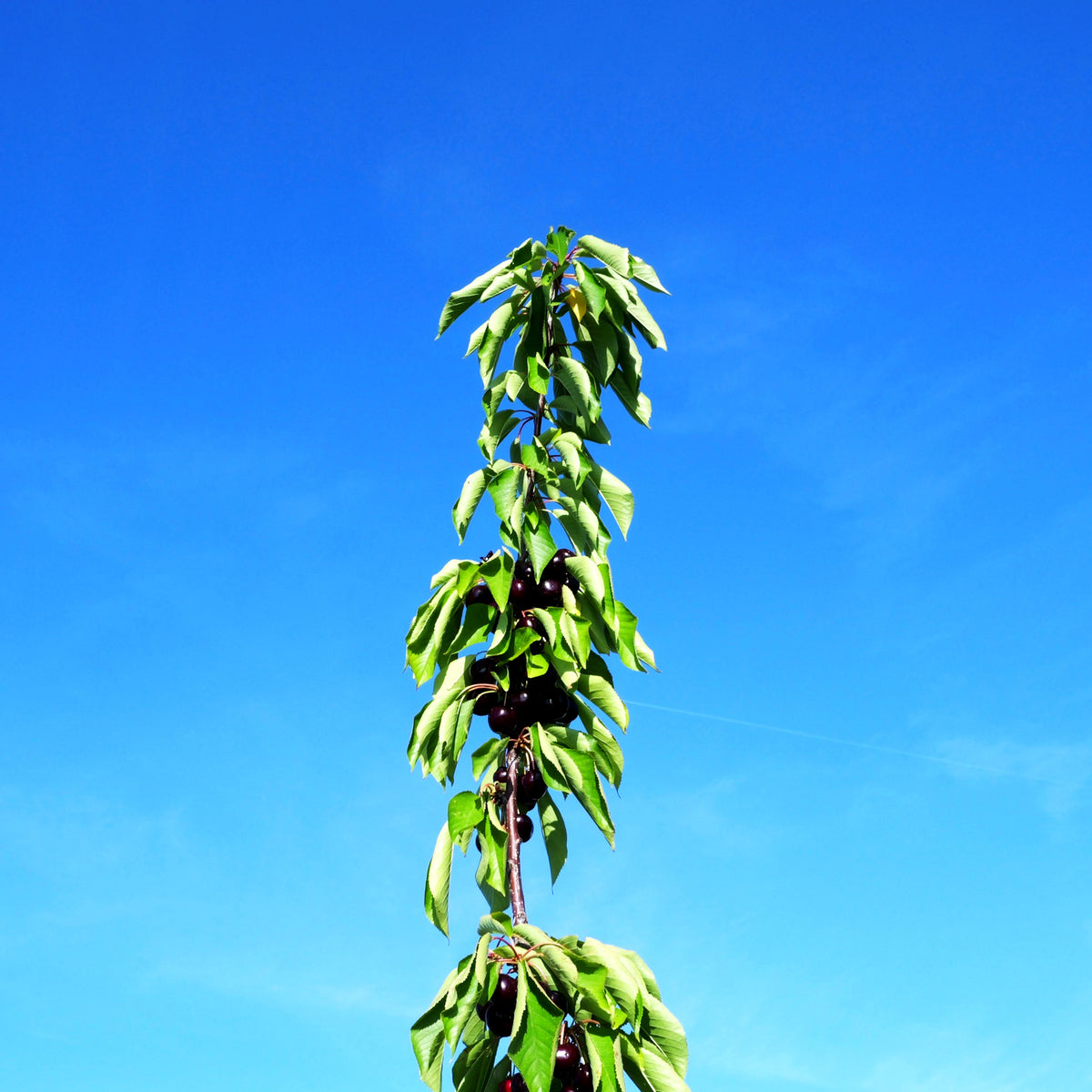 Süßkirsche 'Lapins' (Prunus av.)