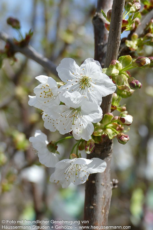Süßkirsche 'Regina' (Prunus av.)