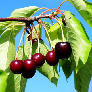 Süßkirsche 'Regina' (Prunus av.)