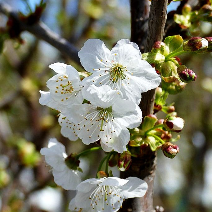 Süßkirsche 'Regina' (Prunus av.)