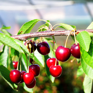 Süßkirsche 'Schn. Späte Knorpelkir.' (Prunus av.)