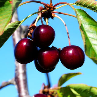 Süßkirsche 'Sunburst' (Prunus av.)