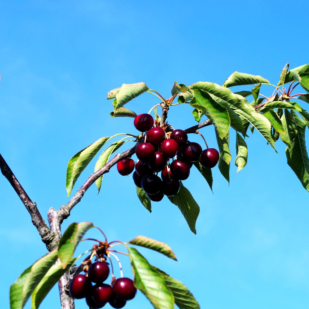 Süßkirsche 'Sunburst' (Prunus av.)