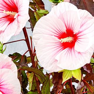 Sumpf-Roseneibisch 'Carousel Pink Candy' (Hibiscus mosch.)