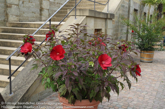 Sumpf-Roseneibisch 'Carousel Red Wine' (Hibiscus moscheutos)