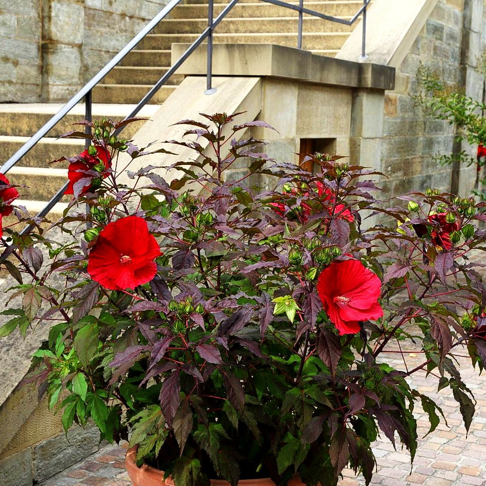 Sumpf-Roseneibisch 'Carousel Red Wine' (Hibiscus moscheutos)