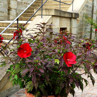 Sumpf-Roseneibisch 'Carousel Red Wine' (Hibiscus moscheutos)
