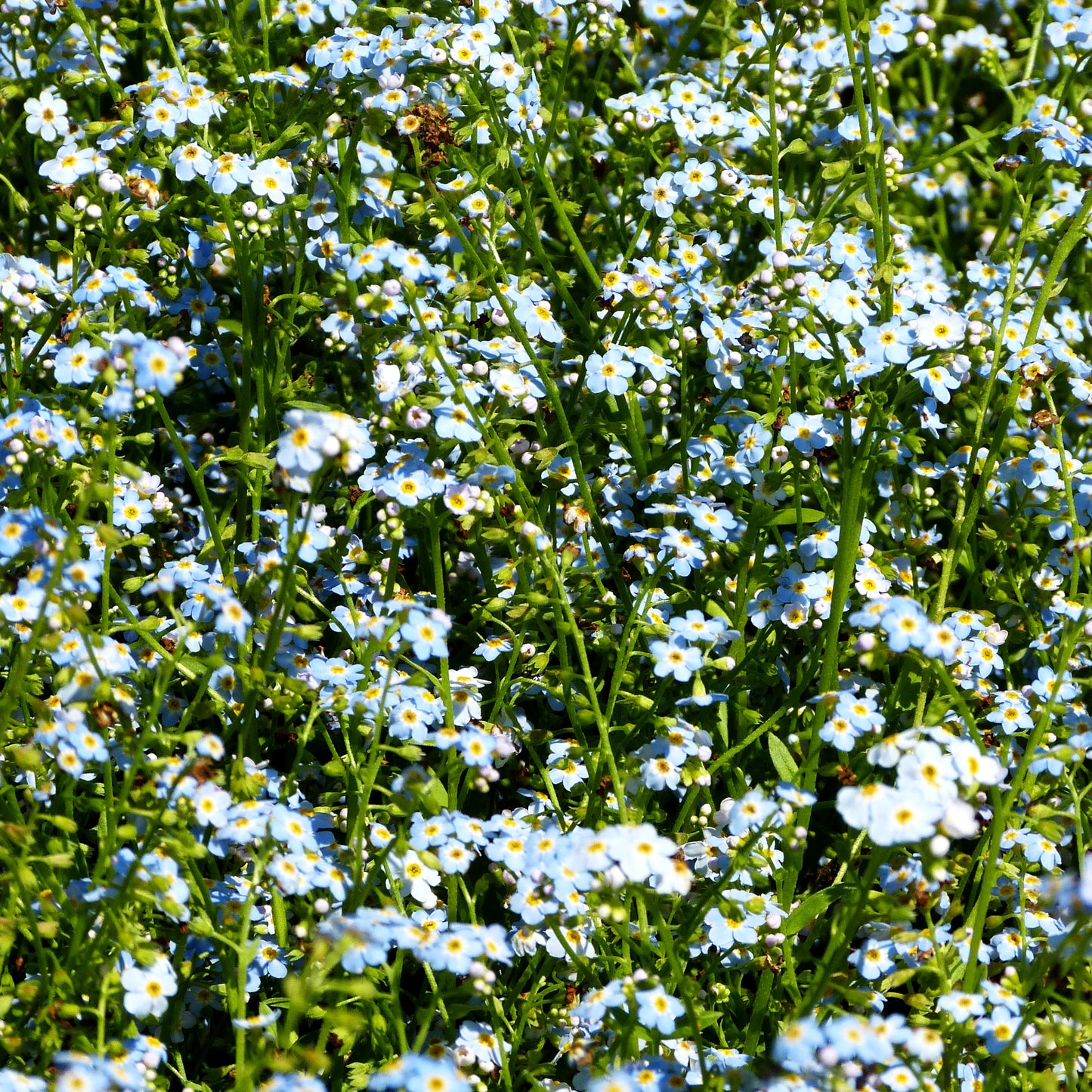 Sumpf-Vergissmeinnicht (Myosotis palustris, violettblau)