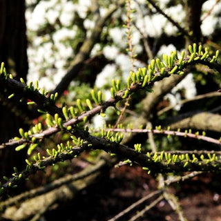 Sumpfzypresse 'Nutans' (Taxodium distichum)