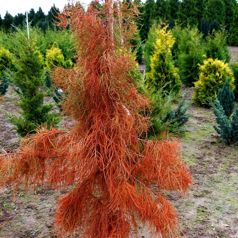 Sumpfzypresse 'Nutans' (Taxodium distichum)