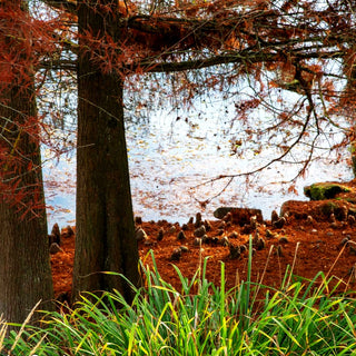 Sumpfzypresse (Taxodium distichum)