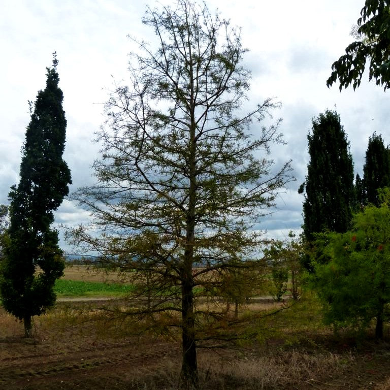 Sumpfzypresse (Taxodium distichum)