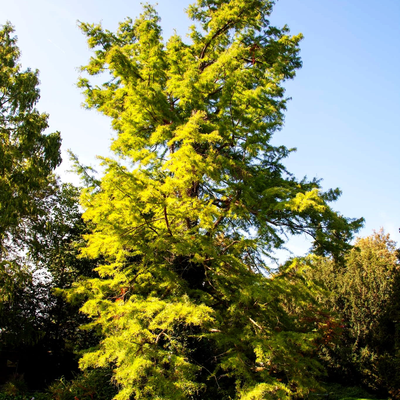 Sumpfzypresse (Taxodium distichum)