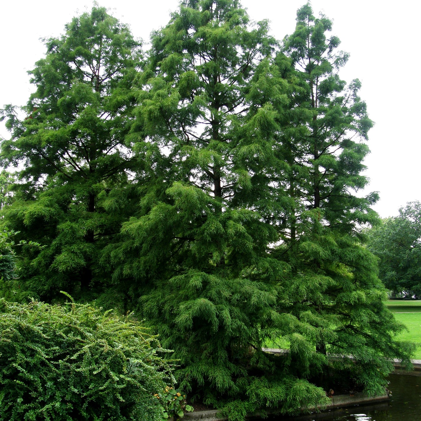 Sumpfzypresse (Taxodium distichum)