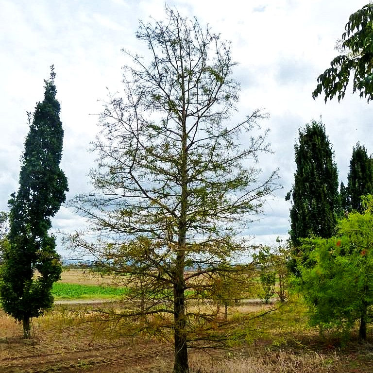 Sumpfzypresse (Taxodium distichum)