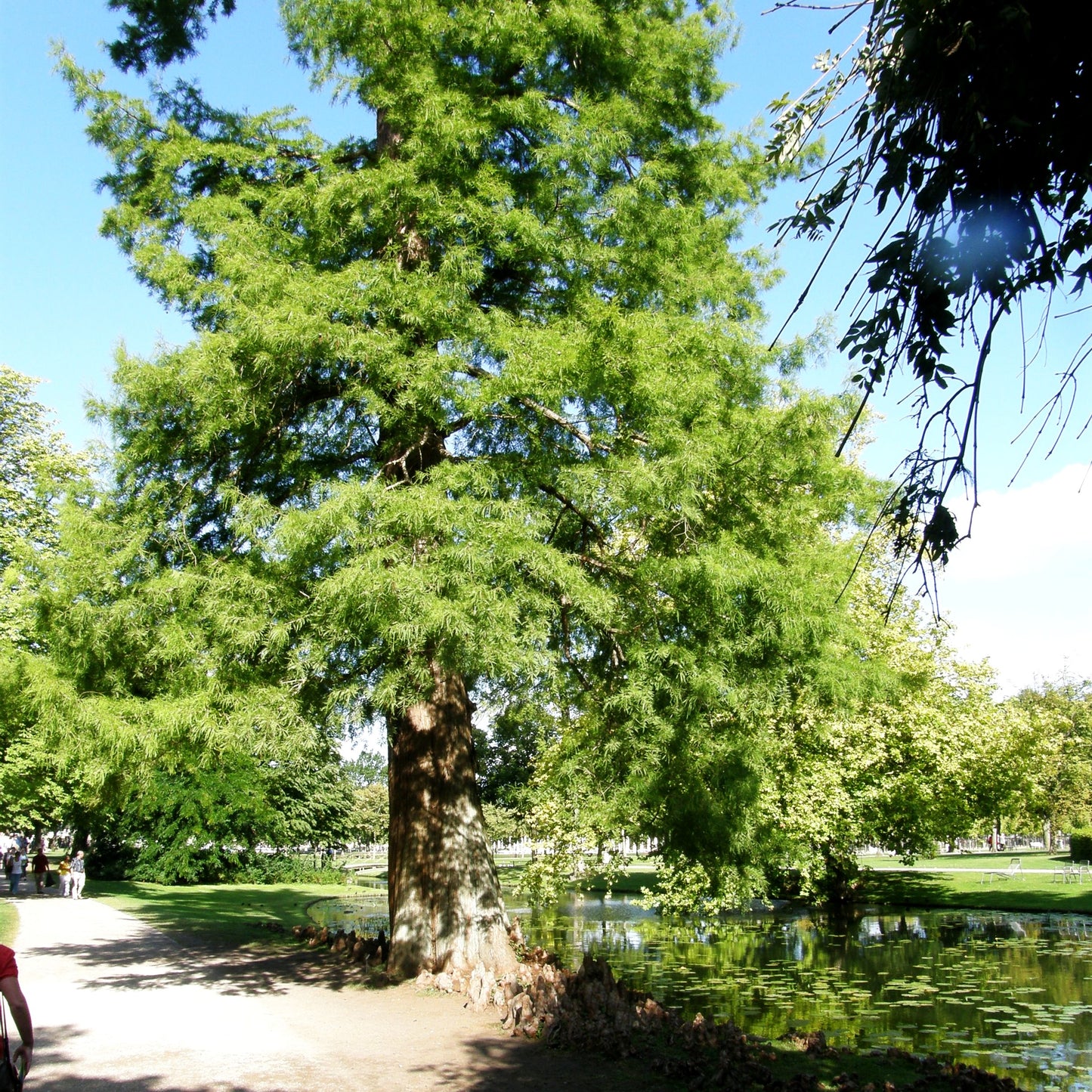 Sumpfzypresse (Taxodium distichum)