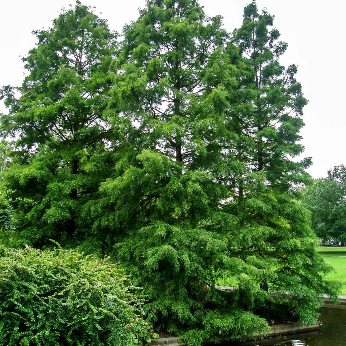 Sumpfzypresse (Taxodium distichum)