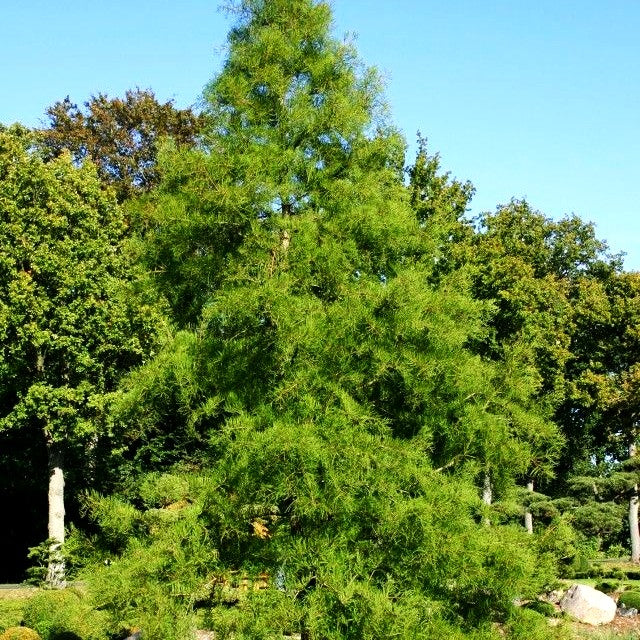 Sumpfzypresse (Taxodium distichum)