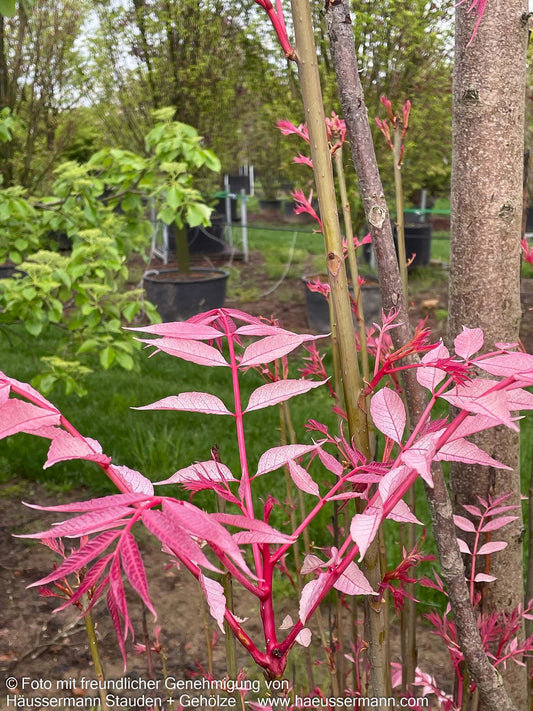 Surenbaum, Gemüsebaum 'Flamingo' (Toona sinensis)