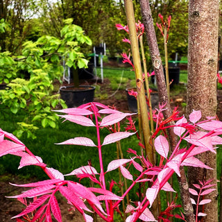 Surenbaum, Gemüsebaum 'Flamingo' (Toona sinensis)