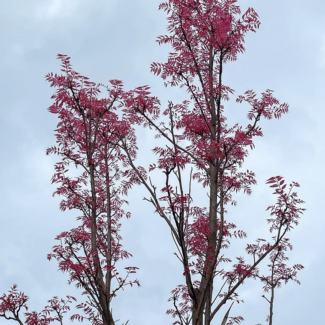 Surenbaum, Gemüsebaum 'Flamingo' (Toona sinensis)