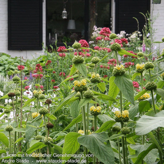 Syrisches Brandkraut (Phlomis russeliana)