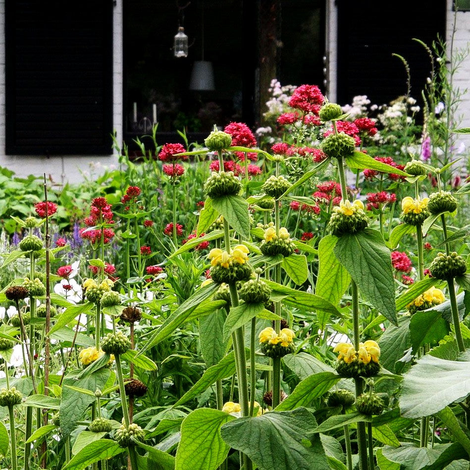 Syrisches Brandkraut (Phlomis russeliana)