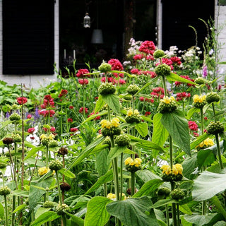 Syrisches Brandkraut (Phlomis russeliana)