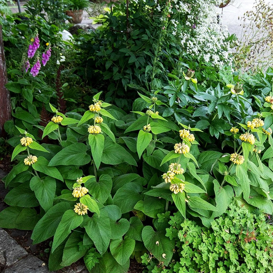 Syrisches Brandkraut (Phlomis russeliana)
