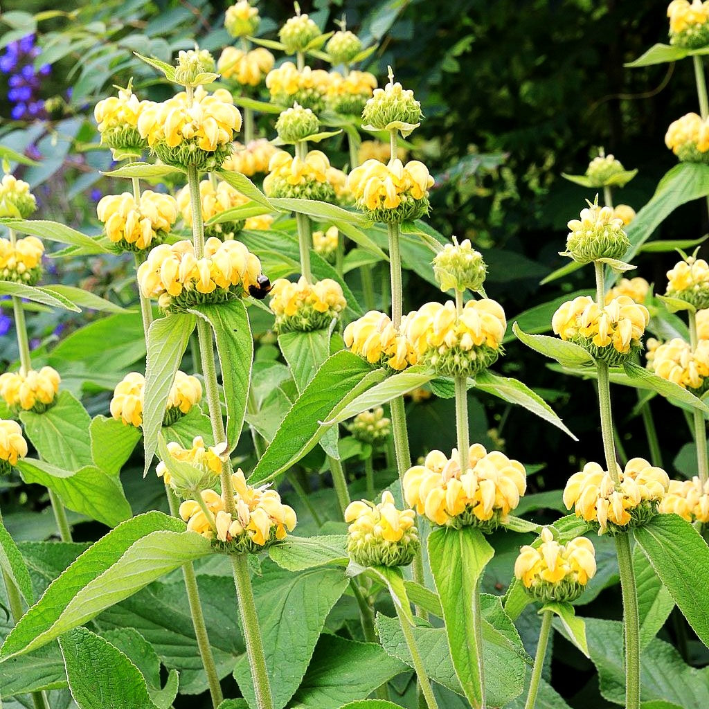 Syrisches Brandkraut (Phlomis russeliana)